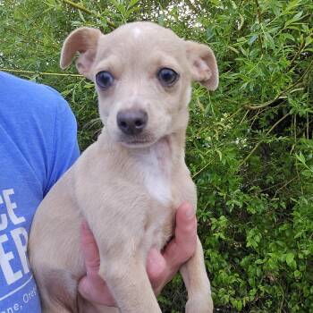 Chihuahua Dogs Available for Adoption in Eugene, Oregon - Laurie | PetCurious