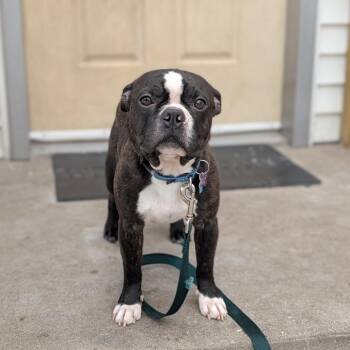 Dexter -  Boston Terrier Dog for Adoption in Fenton, Michigan - Dexter | PetCurious