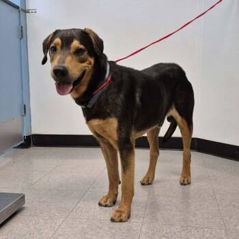 Coonhound and Shepherd Dogs Available for Adoption in Bastrop, Texas - Odysseus 26-05-133 | PetCurious