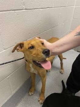 FRITO -  Labrador Retriever Dog for Adoption in Indianapolis, Indiana - FRITO | PetCurious