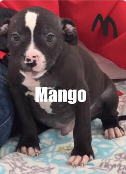 Pit Bull Terrier Dogs Available for Adoption in Irwin, Pennsylvania - Mango | PetCurious
