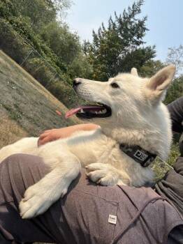 Mala -  Husky and Spitz Dog for Adoption in Comox, British Columbia - Mala | PetCurious