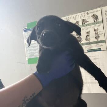 Carmen -  Mixed Breed Dog for Adoption in Summerlee, West Virginia - Carmen | PetCurious