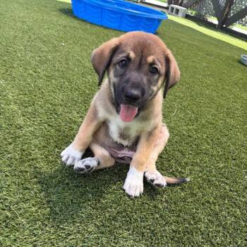 USA 9511 -  Mixed Breed Dog for Adoption in Loxahatchee Groves, Florida - USA 9511 | PetCurious