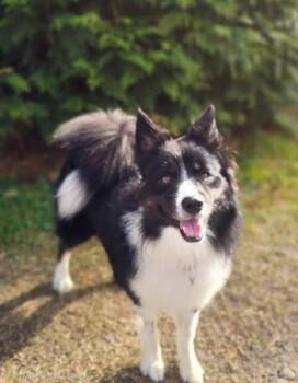 Rescue Australian Shepherd Dogs for Adoption in Manhasset, New York - Kiko | PetCurious