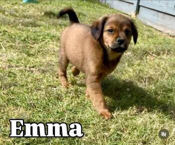Emma -  Mixed Breed Dog for Adoption in Coppell, Texas - Emma | PetCurious