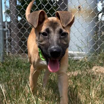 Messi -  Black Mouth Cur and Golden Retriever Dog for Adoption in Klein, Texas - Messi | PetCurious