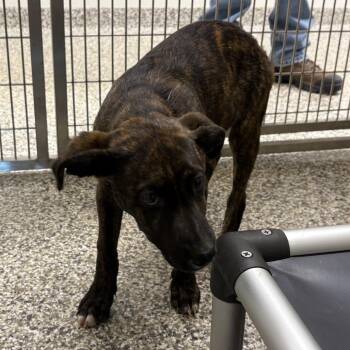 Pit Bull Terrier Dogs Available for Adoption in Morganton, North Carolina - Apple Jacks | PetCurious