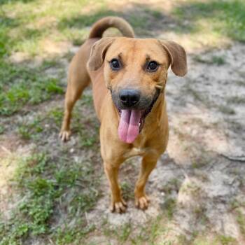 Waylon -  Mixed Breed Dog for Adoption in Milton, Florida - Waylon | PetCurious