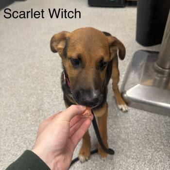Rescue Shepherd and Mixed Breed Dogs for Adoption in Durango, Colorado - Scarlett Witch | PetCurious