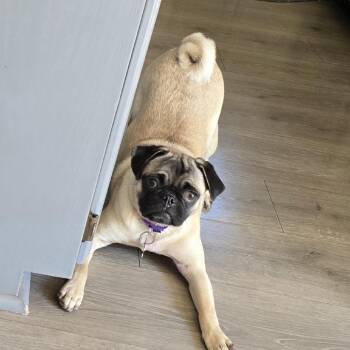 Grace -  Pug Dog for Adoption in Minneapolis, Minnesota - Grace | PetCurious