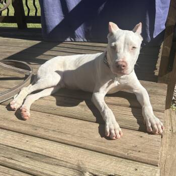 Rescue Pit Bull Terrier and American Staffordshire Terrier Dogs for Adoption in Warrenville, Illinois - Peeves | PetCurious