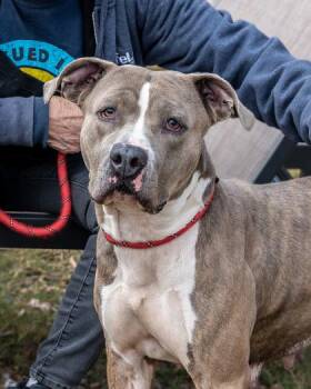 Mixed Breed Dogs Available for Adoption - Ramona | PetCurious