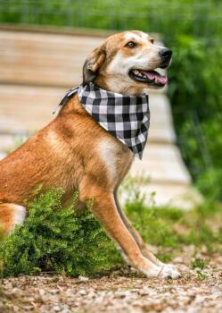 Rescue Carolina Dog Dogs for Adoption in Holly Springs, Mississippi - Prince Charming | PetCurious