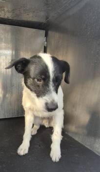 ZORRO -  Terrier Dog for Adoption in San Antonio, Texas - ZORRO | PetCurious