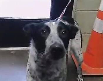Border Collie and Mixed Breed Dogs Available for Adoption in Tulsa, Oklahoma - MEADOW | PetCurious