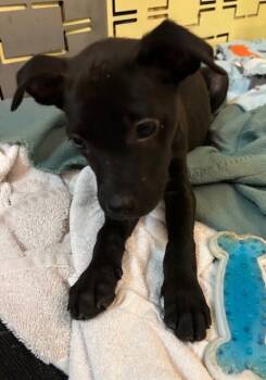 Rescue Terrier Dogs for Adoption in Manchester, Tennessee - Claire | PetCurious