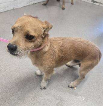PATRICK -  Norfolk Terrier and Mixed Breed Dog for Adoption in San Bernardino, California - PATRICK | PetCurious