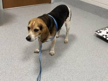 A388095 -  Beagle Dog for Adoption in Ocala, Florida - A388095 | PetCurious