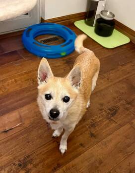 Roscoe -  Chihuahua Dog for Adoption in De Pere, Wisconsin - Roscoe | PetCurious