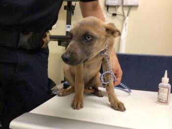 Rescue German Shepherd Dog and Belgian Shepherd Malinois Dogs for Adoption in Sebec, Maine - LISA | PetCurious