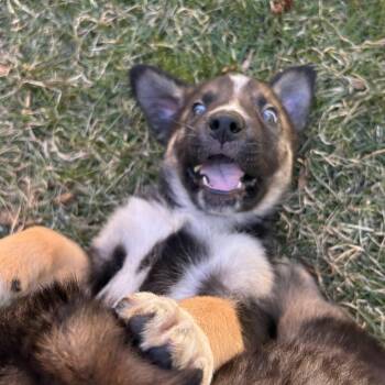 Husky Dogs Available for Adoption in Oakville, Ontario - Winston | PetCurious