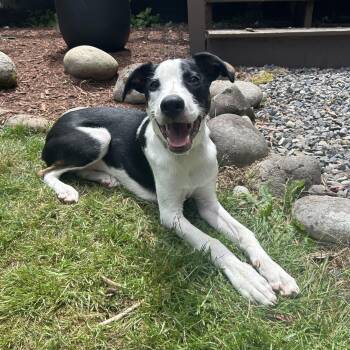 Murphy -  American Staffordshire Terrier Dog for Adoption in Olympia, Washington - Murphy | PetCurious