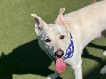 German Shepherd Dog Dogs Available for Adoption in Charlotte, North Carolina - JUDO | PetCurious