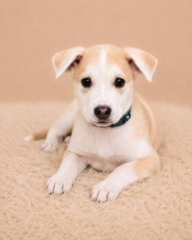 Siberian Husky and Australian Cattle Dog Blue Heeler Dogs Available for Adoption in Palo Alto, California - Tropical: Mango | PetCurious