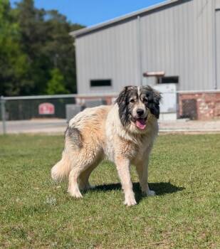 Great Pyrenees Dogs Available for Adoption in Aiken, South Carolina - Mellow | PetCurious