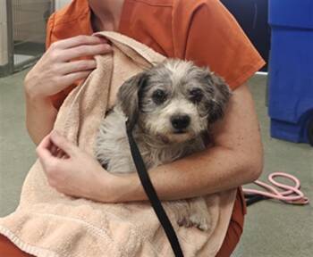 A176512 -  Mixed Breed Dog for Adoption in Santa Fe, New Mexico - A176512 | PetCurious