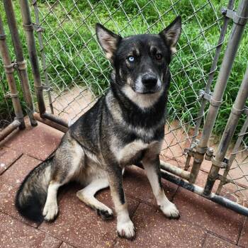 Phedre -  Shepherd and Husky Dog for Adoption in Boaz, Alabama - Phedre | PetCurious