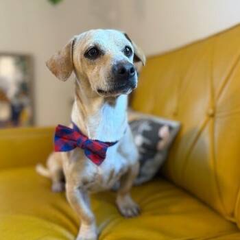 Dachshund and Chihuahua Dogs Available for Adoption - The Professor | PetCurious