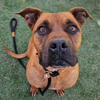 Tater Tot -  Pit Bull Terrier and Mixed Breed Dog for Adoption in Fort Collins, Colorado - Tater Tot | PetCurious