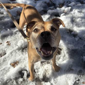 Pit Bull Terrier Dogs Available for Adoption - Ace | PetCurious