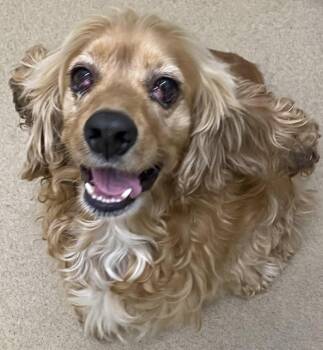 Rescue Cocker Spaniel Dogs for Adoption in Westminster, Maryland - Cheddar | PetCurious