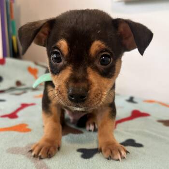 Chandler -  Mixed Breed and Terrier Dog for Adoption in Key Largo, Florida - Chandler | PetCurious