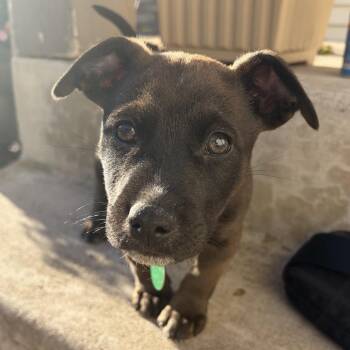 DiMaggio -  Mixed Breed Dog for Adoption in Buffalo, Minnesota - DiMaggio | PetCurious