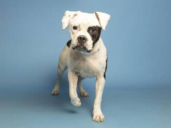 Pit Bull Terrier Dogs Available for Adoption in Phoenix, Arizona - HARPER | PetCurious