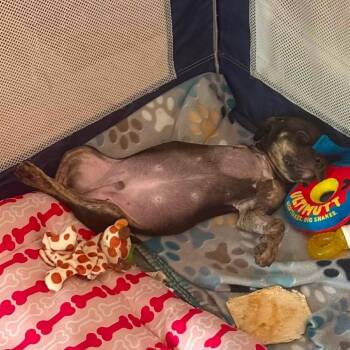 Jacuzzi -  Mixed Breed Dog for Adoption in Philadelphia, Pennsylvania - Jacuzzi | PetCurious
