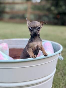 Chihuahua Dogs Available for Adoption in Houston, Texas - Butterfly | PetCurious