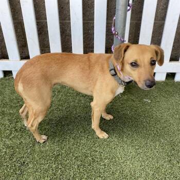SUNSHINE -  Parson Russell Terrier and Mixed Breed Dog for Adoption in Modesto, California - SUNSHINE | PetCurious