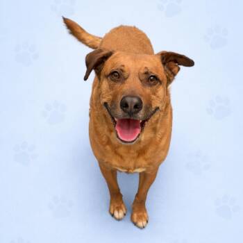 Mixed Breed Dogs Available for Adoption in Memphis, Tennessee - Tuco | PetCurious