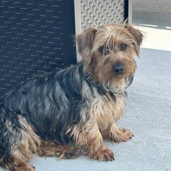 Rocky -  Yorkshire Terrier Dog for Adoption in Sinking Spring, Pennsylvania - Rocky | PetCurious