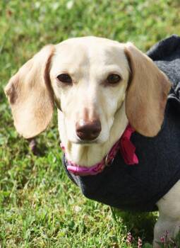 Dachshund Dogs Available for Adoption in Shelbyville, Tennessee - Luna In KY | PetCurious