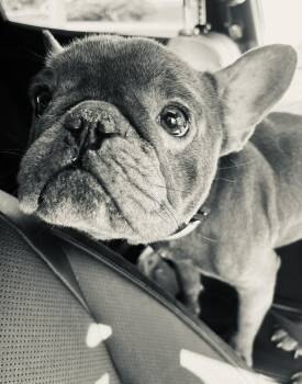 Kuzco -  French Bulldog Dog for Adoption in New York, New York - Kuzco | PetCurious