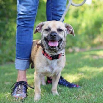 Copper -  Mixed Breed Dog for Adoption in Atlanta, Georgia - Copper | PetCurious