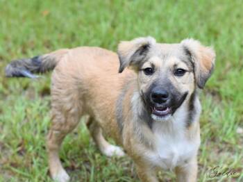 Rescue Cairn Terrier and Terrier Dogs for Adoption in Conroe, Texas - Goldie (Amie
