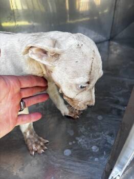 Rescue Mixed Breed Dogs for Adoption in Dallas, Texas - BLANCO | PetCurious