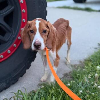 Wyatt Joe -  Beagle Dog for Adoption in Rockville, Maryland - Wyatt Joe | PetCurious